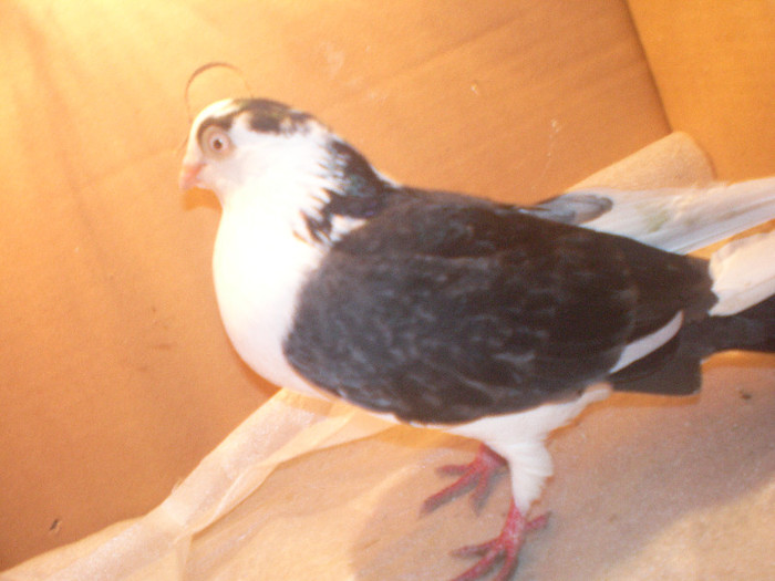 tineret 2012 juca mediu cand l am dat