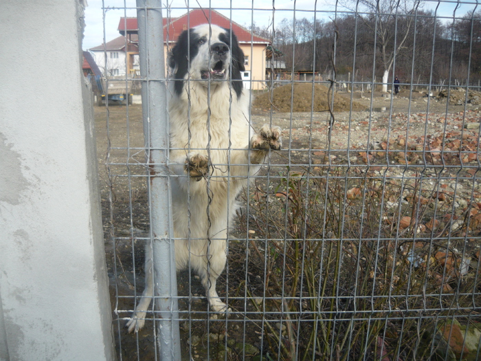 Mascul din Ticleni GJ