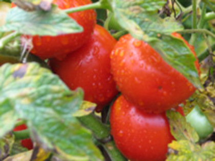 siberian-tomate,extratimpurii - TIMPURII - 2012
