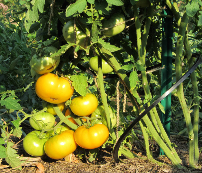 Azoychka; Soi timpuriu,65-70 de zile de la rasadire,nedeterminat(produce pina la caderea brumei)
