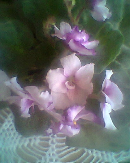 royal - violete de parma 2012