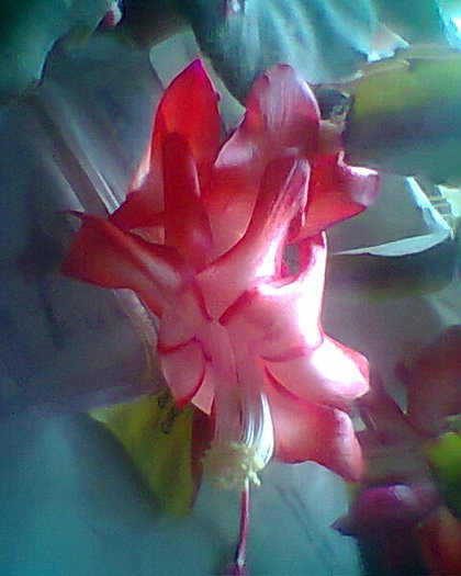 craciunita rosie 4.12.2012 - diverse flori 2012
