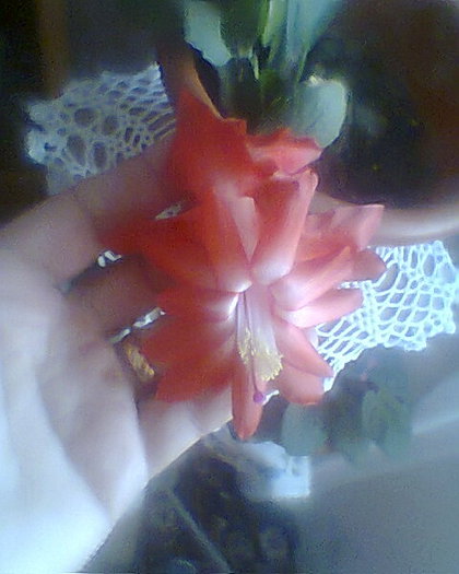 multumesc marcii - diverse flori 2012