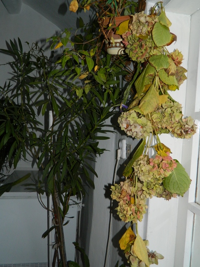 DSCN3191 - DECEMBRIE 2012