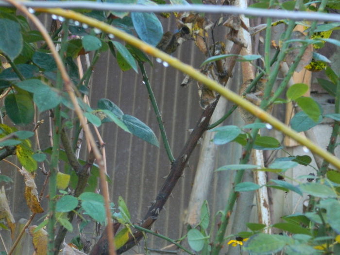 DSCN3230 - DECEMBRIE 2012