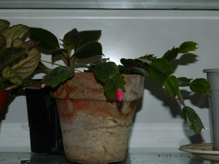 DSCN3234 - DECEMBRIE 2012