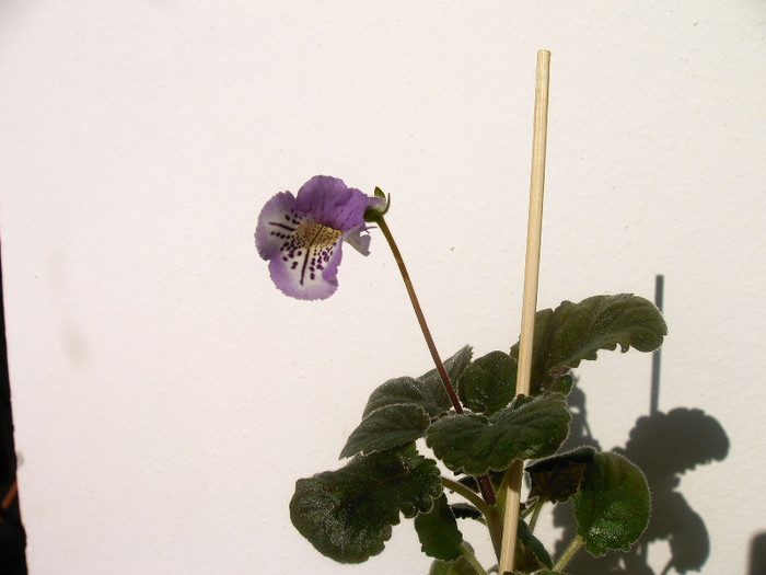 IMAG0015 - SINNINGII