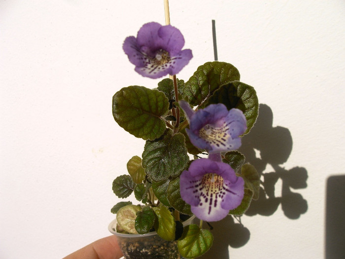 IMAG0018 - SINNINGII