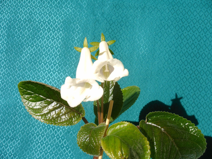 IMAG0033 - SINNINGII