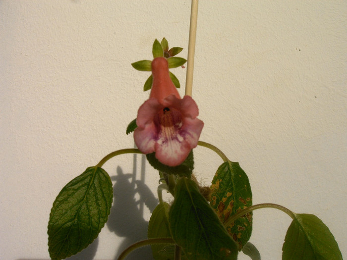 IMAG0041 - SINNINGII