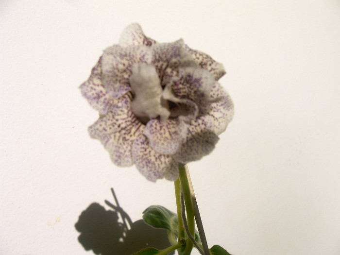 Koketka blue