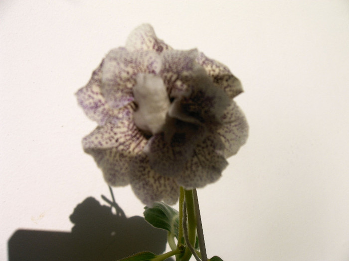 IMAG0023