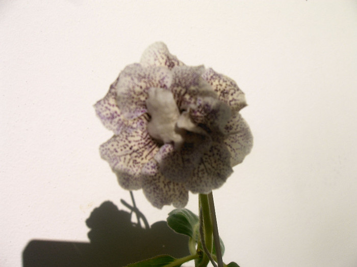 IMAG0024