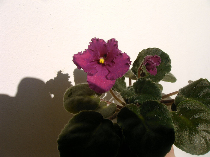 IMAG0027
