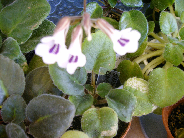 Chirita Tamiana