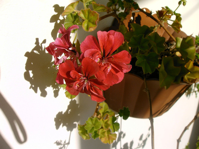 IMAG0014 - Diverse flori