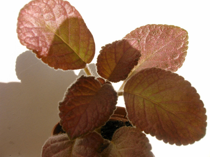 Strawberry Mist