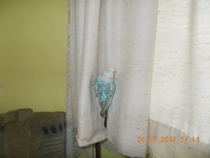 2012 011 - Perusi si alte pasari