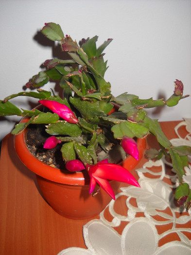 02.12.2012 - Schlumbergera-2010-2013