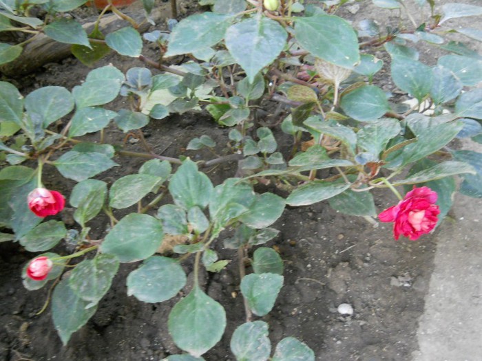 DSCN3187 - inpatiens