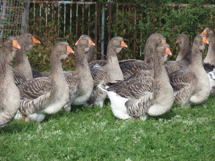 gaste toulouse - 6-animalele de casa- hazi alatok