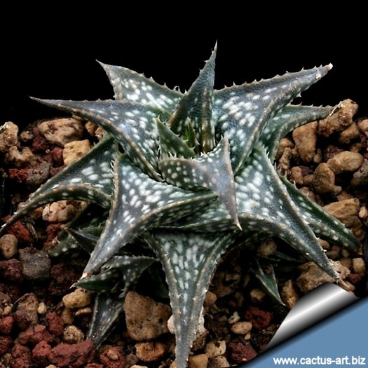 Aloe_descoingsii GASIT - Wish list