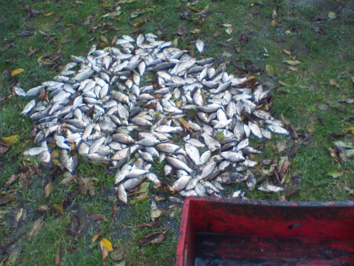 IMG_20121108_130243 - Peste pescuit