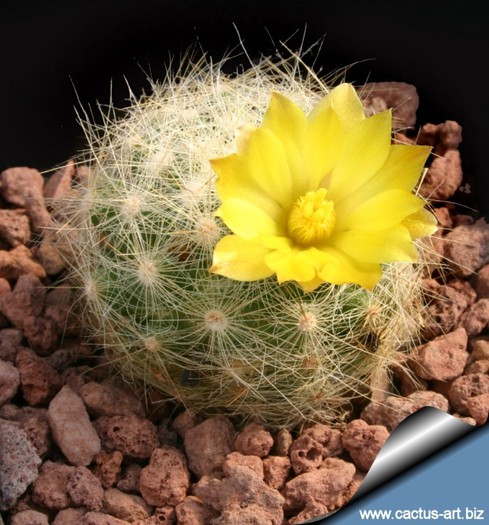 Mammillaria_baumii GASIT - Wish list