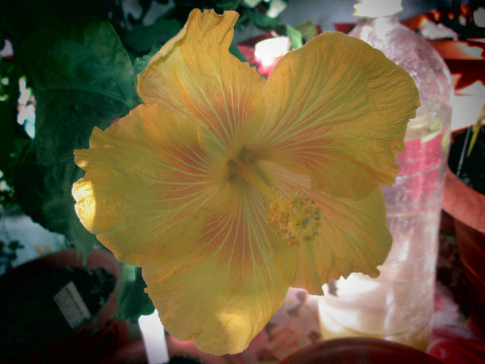 hibiscus - sfarsit de noiembrie inceput de decembrie 2012