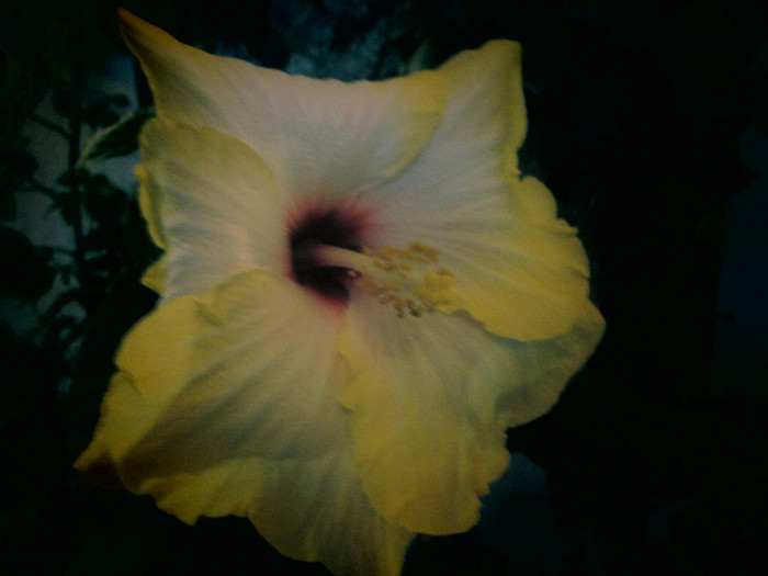 hibiscus - sfarsit de noiembrie inceput de decembrie 2012