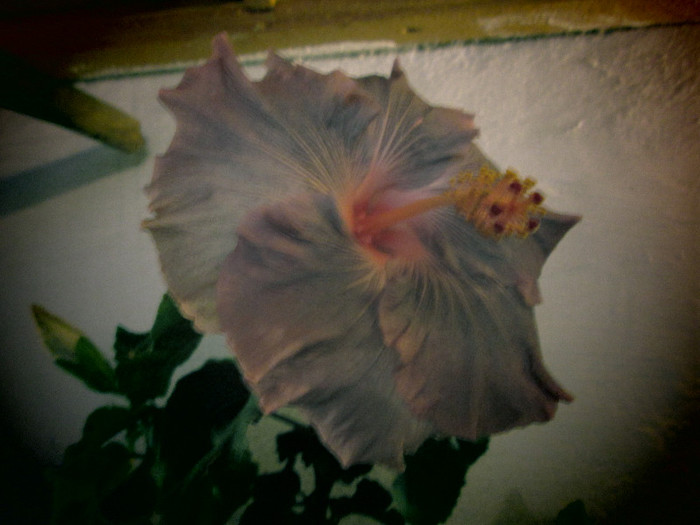 Hibiscus Tylene - sfarsit de noiembrie inceput de decembrie 2012