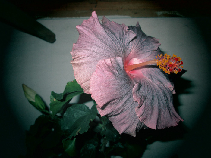 Hibiscus Tylene - sfarsit de noiembrie inceput de decembrie 2012