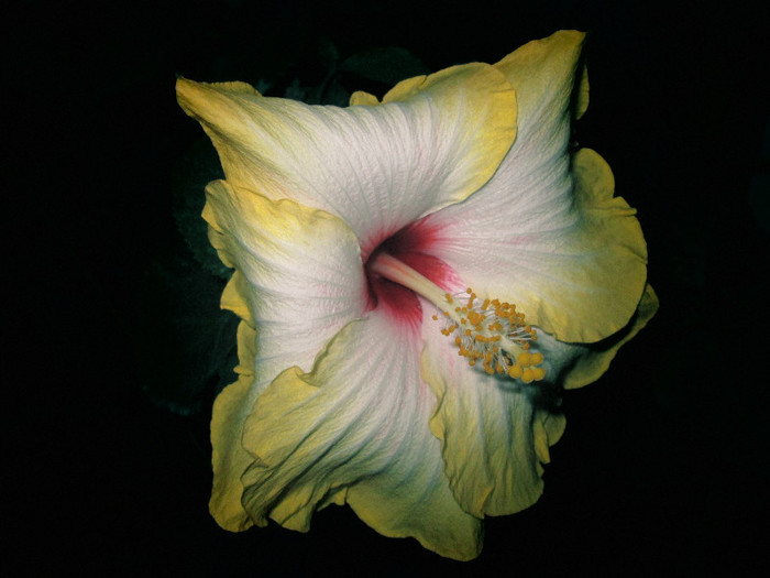 hibiscus - sfarsit de noiembrie inceput de decembrie 2012