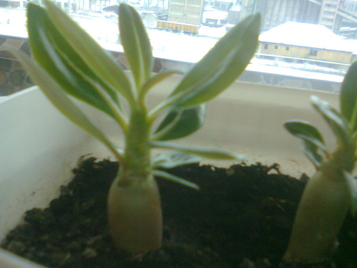 putin - adenium din seminte