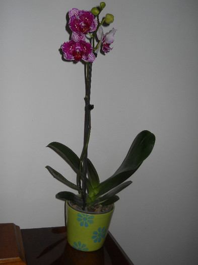 DSCN0212