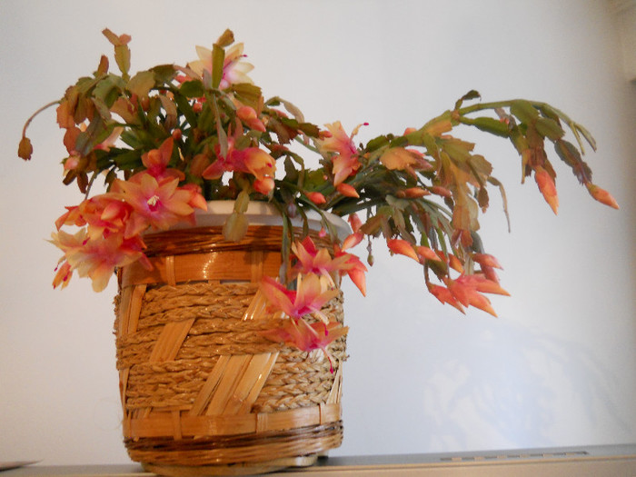 DSCN0193 - schlumbergera