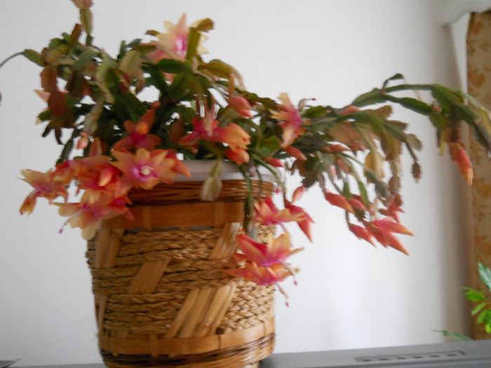 DSCN0197
