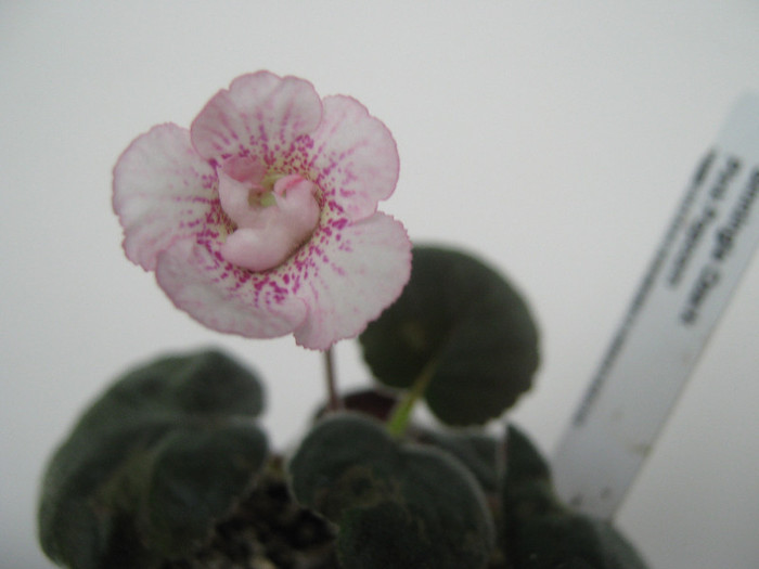  - sinningia Ozark Pink Popcorn