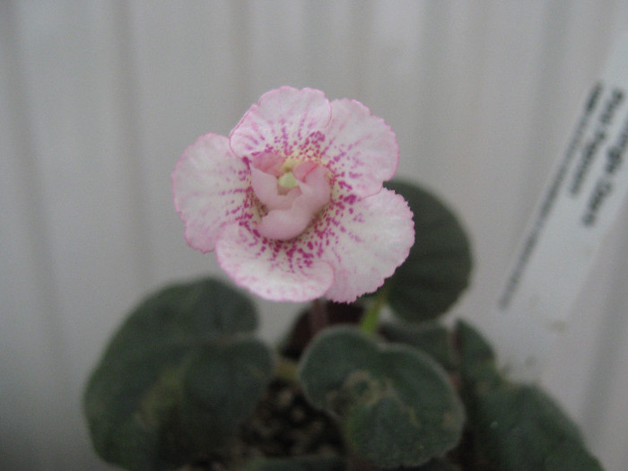  - sinningia Ozark Pink Popcorn