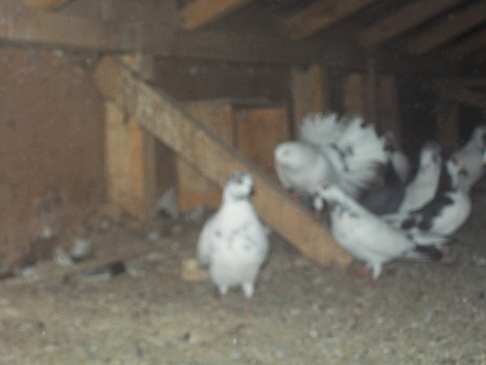 Picture 468 - poze noi ornament