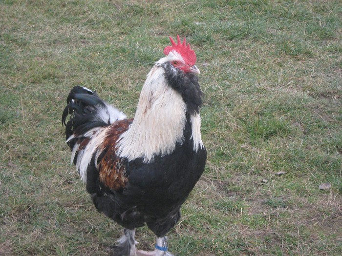 CAMPION NATIONAL CRAIOVA 2013