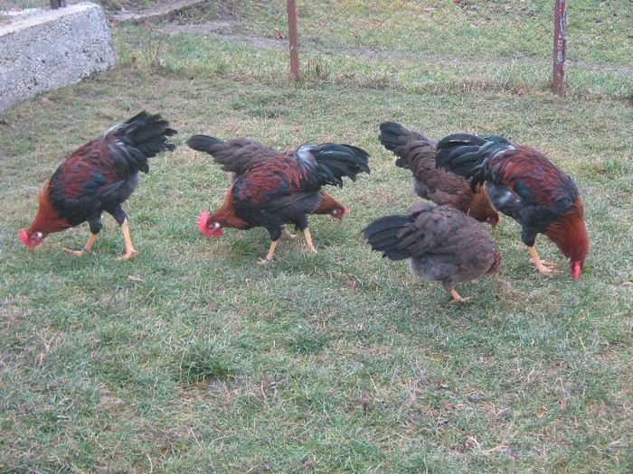 italiene germania 2012 - ITALIAN POTARNICHIU