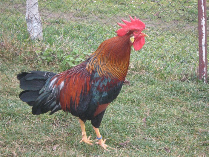 2012 - ITALIAN POTARNICHIU