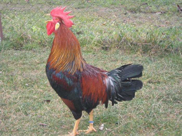 2012 - ITALIAN POTARNICHIU