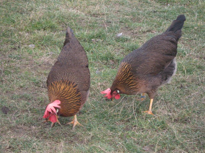 CAMPIOANA  NATIONALA CLUJ 2013 - ITALIAN POTARNICHIU