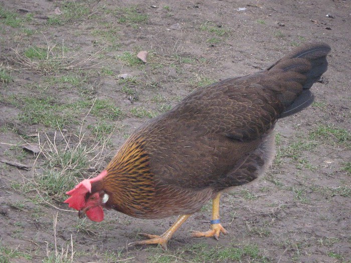 CAMPIOANA NATIONALA CLUJ 2013 - ITALIAN POTARNICHIU