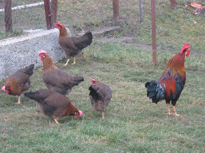 2012 - ITALIAN POTARNICHIU