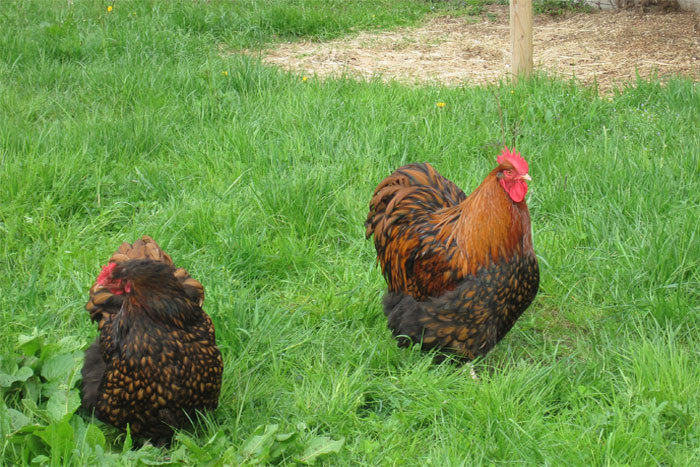 huhn08 - Orpington
