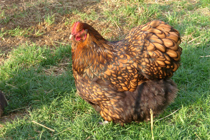 huhn01 - Orpington