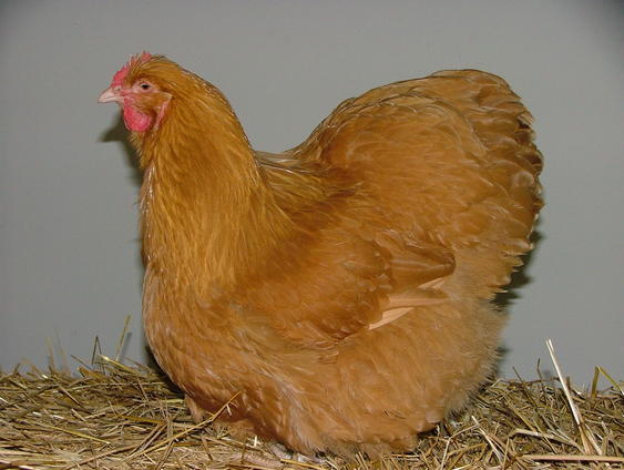 a026 - Orpington